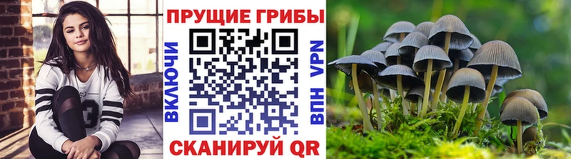 Псилоцибиновые грибы MAGIC MUSHROOMS  Купить где  Чернушка 